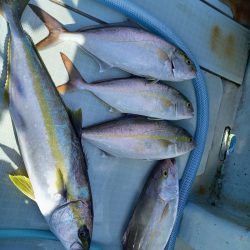 アマテラス 釣果