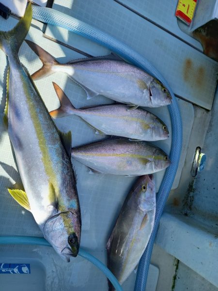 アマテラス 釣果