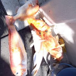 第二龍勢丸 釣果