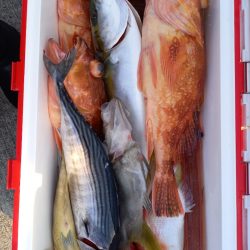 第二龍勢丸 釣果