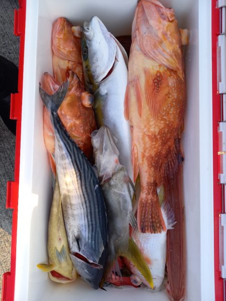 第二龍勢丸 釣果