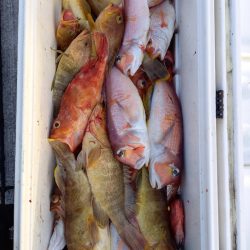 第二龍勢丸 釣果