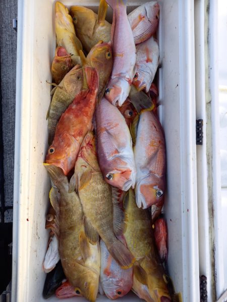 第二龍勢丸 釣果