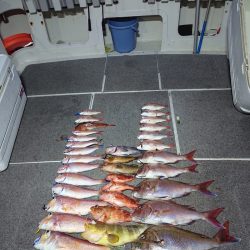 ARCADIAⅡ (アルカディアⅡ) 釣果