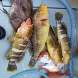 アマテラス 釣果