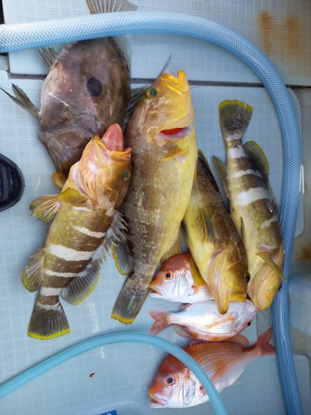 アマテラス 釣果