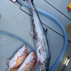 アマテラス 釣果