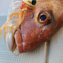 シーライオン 釣果