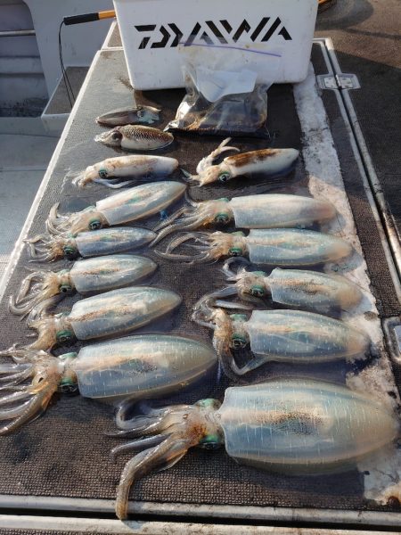 ブルースフィッシングサービス 釣果