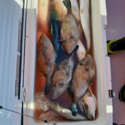 海龍丸（石川） 釣果