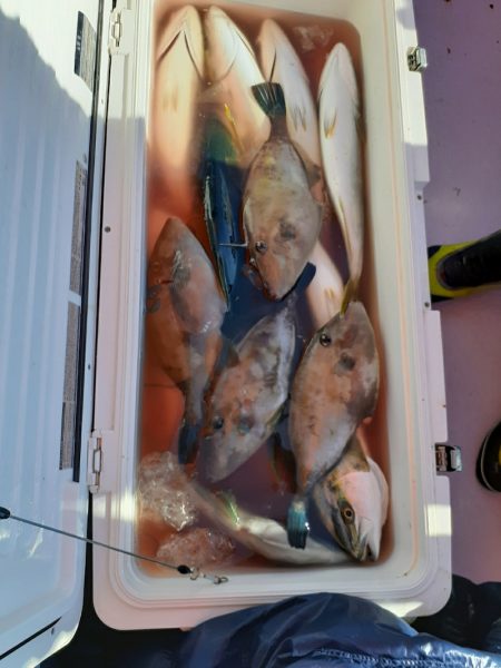 海龍丸（石川） 釣果