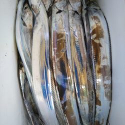 小島丸 釣果