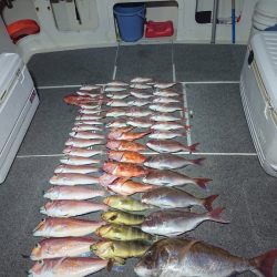 ARCADIAⅡ (アルカディアⅡ) 釣果