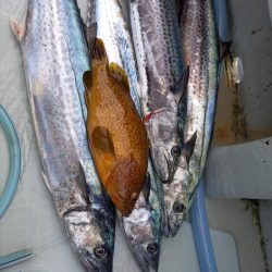 アマテラス 釣果