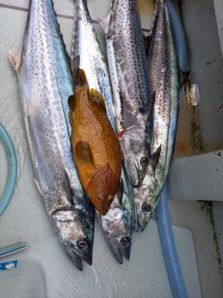 アマテラス 釣果