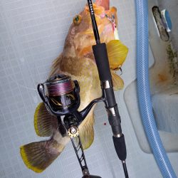 アマテラス 釣果