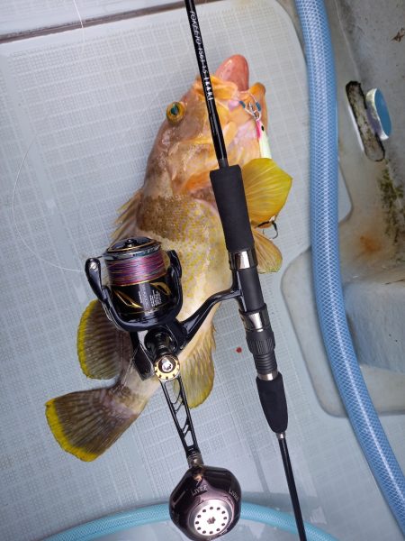 アマテラス 釣果