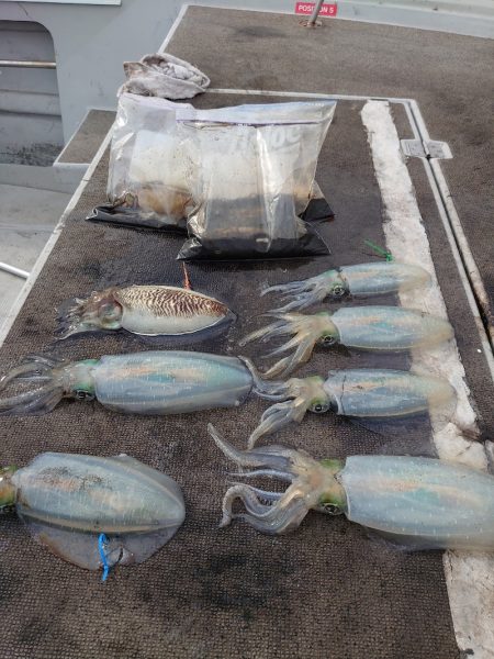 ブルースフィッシングサービス 釣果