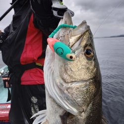 アマテラス 釣果