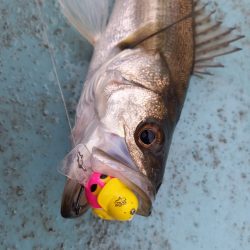 アマテラス 釣果