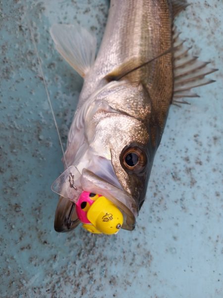 アマテラス 釣果