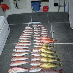 ARCADIAⅡ (アルカディアⅡ) 釣果