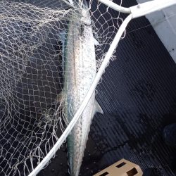 第二龍勢丸 釣果