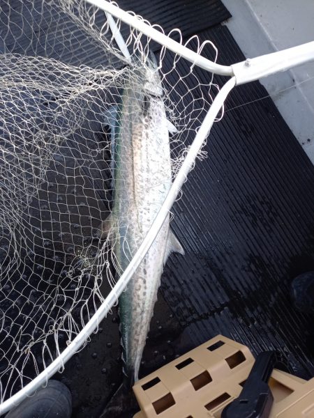 第二龍勢丸 釣果