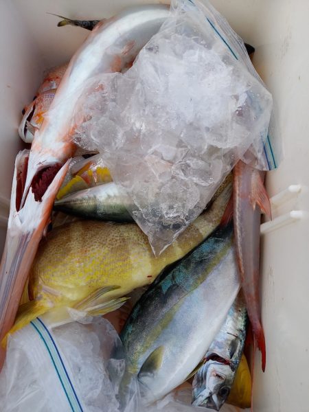 第二龍勢丸 釣果