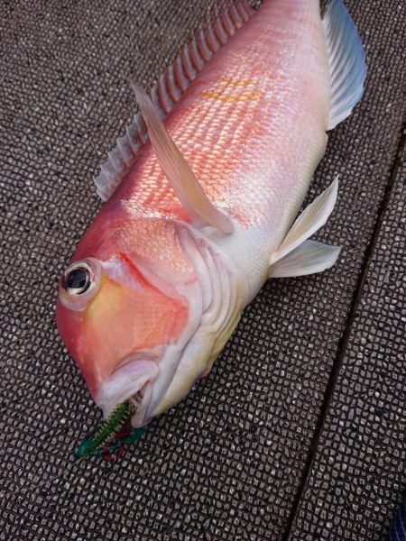 ARCADIAⅡ (アルカディアⅡ) 釣果