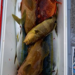 第二龍勢丸 釣果