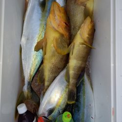 第二龍勢丸 釣果