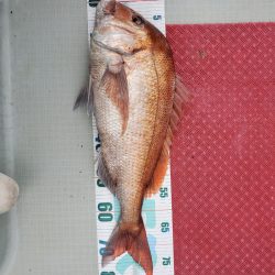 シーライオン 釣果