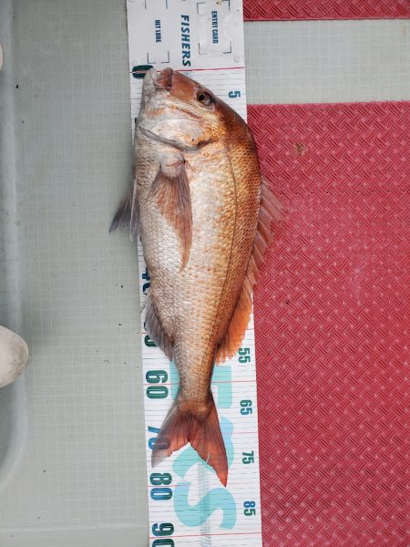 シーライオン 釣果