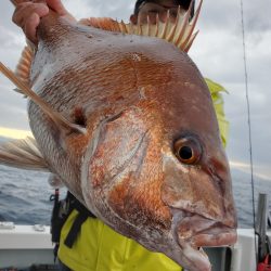 シーライオン 釣果