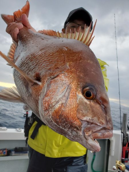 シーライオン 釣果