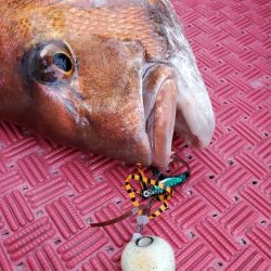 シーライオン 釣果