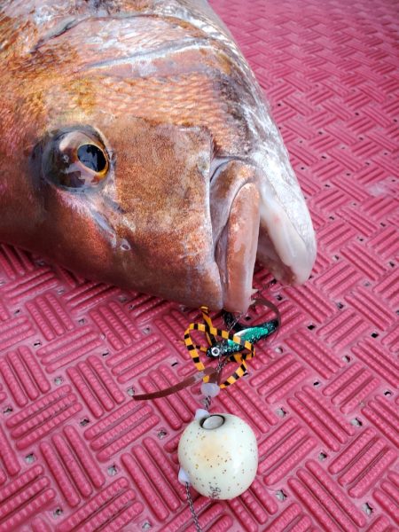 シーライオン 釣果