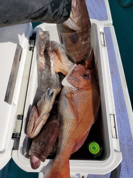 富士丸 釣果