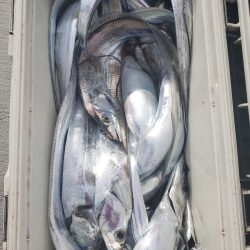 丸万釣船 釣果