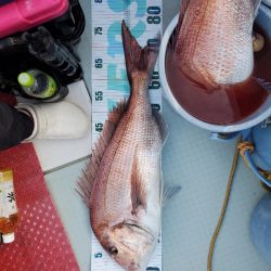 シーライオン 釣果