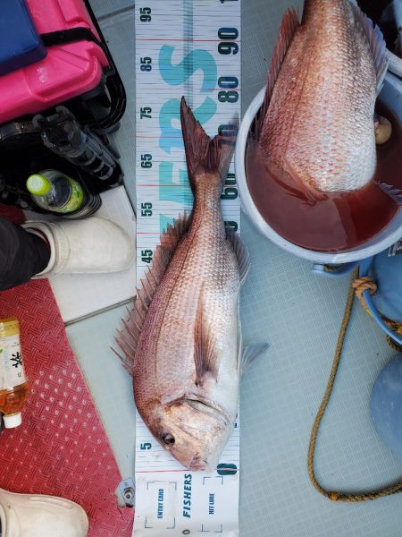 シーライオン 釣果