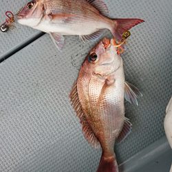 遊漁船 家入 釣果