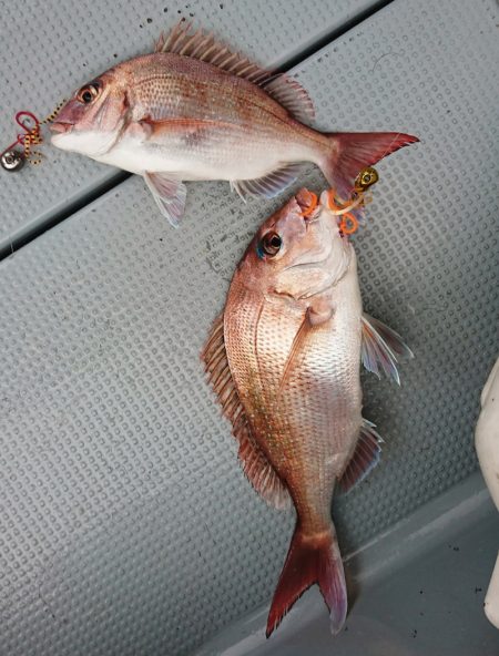 遊漁船 家入 釣果