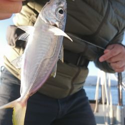 遊漁船 家入 釣果