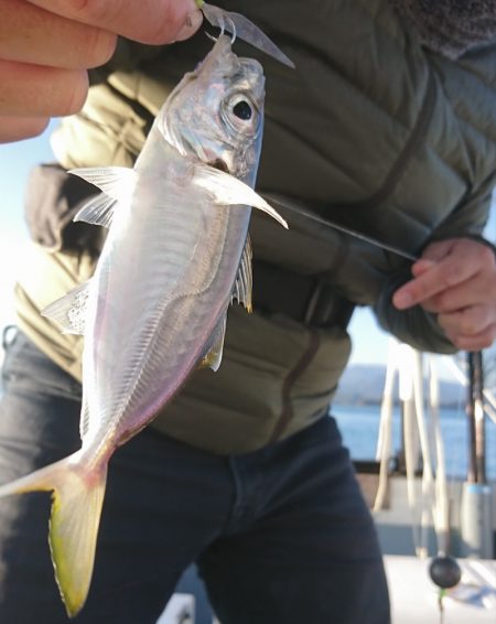 遊漁船 家入 釣果