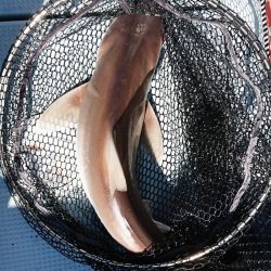 遊漁船 家入 釣果