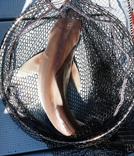 遊漁船 家入 釣果