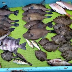 フィッシングガイド りょう 釣果