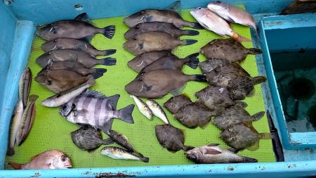 フィッシングガイド りょう 釣果